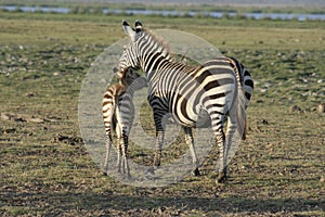 Common Zebras Equus Burchells Punda Milia