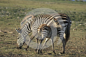 Common Zebras Equus Burchells Punda Milia