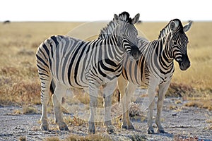 Common Zebras Equus quagga in the Etosha National Park