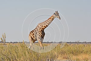 Common zebras Equus quagga in the Etosha National Park