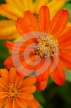 Common zinnia flowers closeup