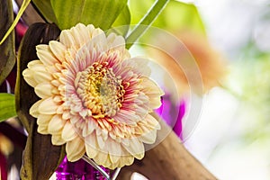 A common zinnia flower