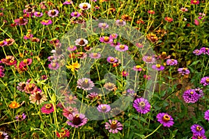 Common Zinnia flowers