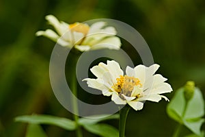 Common zinnia, one of the flowers that is easy to grow in tropical climates