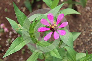 Common Zinnia Zinnia elegans is one of the most rewarding summer flowers