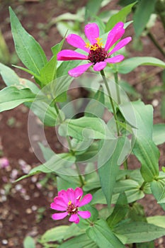 Common Zinnia Zinnia elegans is one of the most rewarding summer flowers