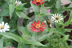 Common Zinnia Zinnia elegans is one of the most rewarding summer flowers