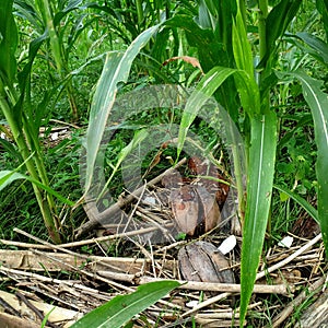 Commond corn plant on craspedia under the sunlight on a garden with a blurry free photo