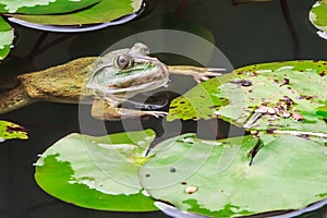 Common Toad Swimming in Nature Environment