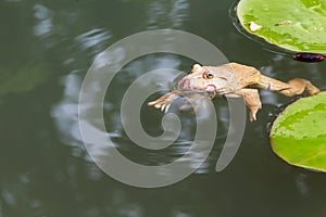 Common Toad Swimming in Nature Environment