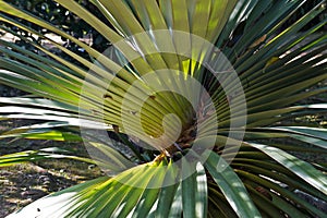 The commonest pandanus, Pandanus spiralis, Rio de Janeiro