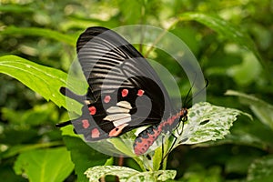 Commonrose butterfly