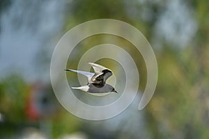 White winged tern Chlidonias leucopterus photo