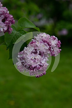 Commun  ommon lilac.Syringa vulgaris.`Katherine Havemeyer` Oleaceae Origine horticole Garden photo