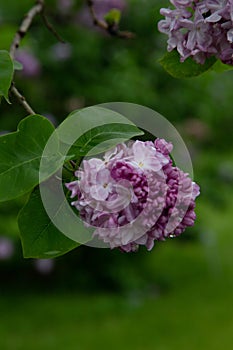 CommunCommon lilac Syringa vulgaris `Katherine Havemeyer` Oleaceae Origine horticole.Garden photo