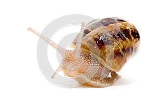 Commun european snail