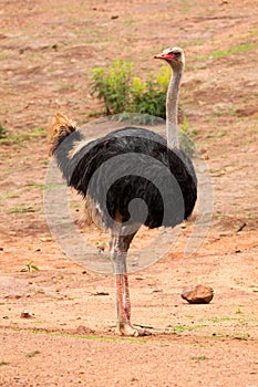 Commun Ostrich - Struthio camelus