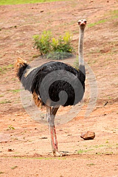Commun Ostrich - Struthio camelus