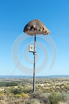 Communal bird nest on telephone pole near Prieska