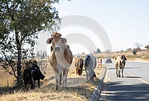 Communal cattle South Africa 2