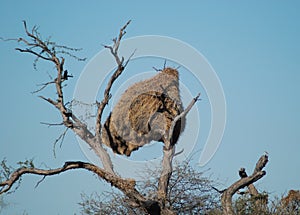 Communal weaver birds' nest