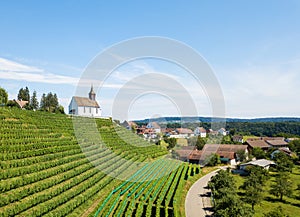 Commune Rheinau with vineyard and Bergkirche St. Nikolaus photo