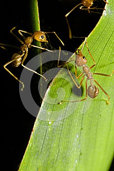 Communicating Ants photo
