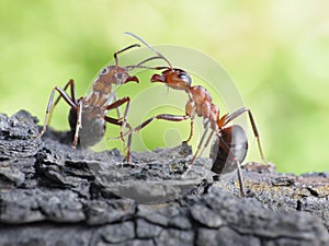 Communication of ants, dialog, links photo