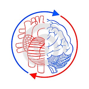 Communication the brain and heart