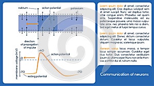 Communication of neurons. Membrane voltage