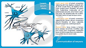 Communication of neurons. Neurons.