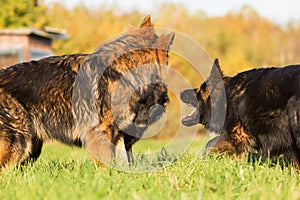 Communication between three German Shepherd dogs