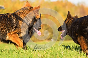 Communication between three German Shepherd dogs