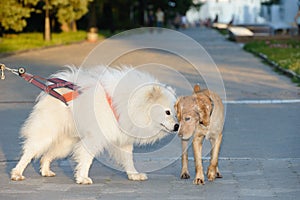 Communication of two dogs at the evening walk around the city