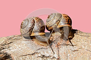 Communication of two snails