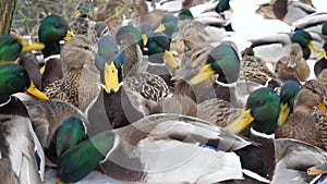 Communication of wild ducks in winter. Wild ducks came to people for help.