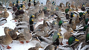 Communication of wild ducks in winter. Wild ducks came to people for help.