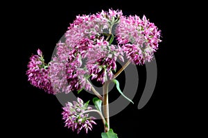 Communis purpura ogra Sedum Hylotelephium in nigro background. A wild flower.