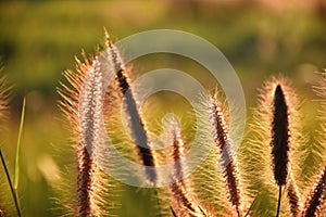 Communist grass flowers in sunlight