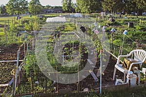 Community allotment garden with vegetables