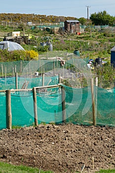 Community allotments for growing vegetables photo