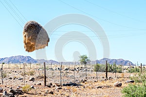 Community bird nest hanging on telephone wires