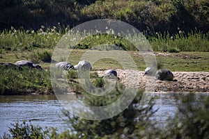 Community of common hippos these big herbivorous mammals inhabit the African savannah