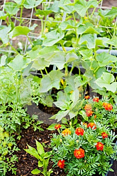 Community garden