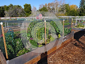 Community Garden in Cupertino California