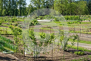 Community garden laid out in plots