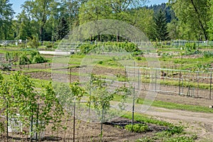 Community garden laid out in plots