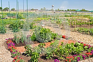 Community Garden Plot photo