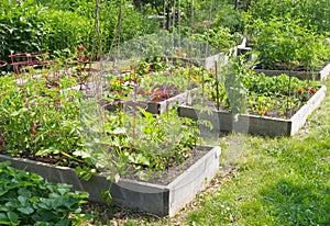 Community Garden photo