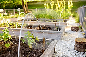 Community kitchen garden. Raised garden beds with plants in vegetable community garden